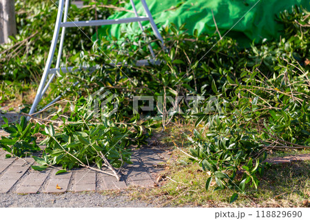 公園の樹木の手入れ 公園の樹木の手入れ 118829690