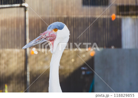 動物園のホオカザリヅル 118829855