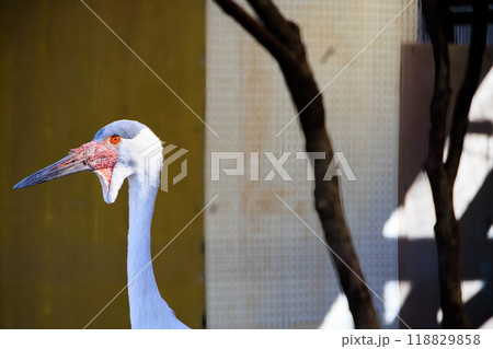動物園のホオカザリヅル 118829858
