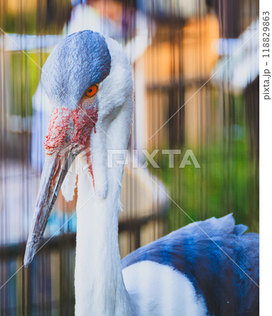 動物園のホオカザリヅル 動物園のホオカザリヅル 118829863