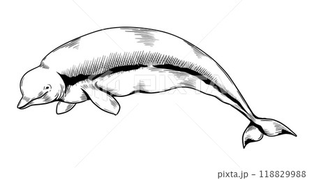 Hand drawn whales. Beluga sketch. Swimming water animal. Engraving dolphin. Aquatic mammal. Marine cetaceans fauna. Underwater polar creature. Arctic wild nature. Vector zoo illustration Hand drawn whales. Beluga sketch. Swimming water animal. Engraving dolphin. Aquatic mammal. Marine cetaceans fauna. Underwater polar creature. Arctic wild nature. Vector zoo illustration 118829988