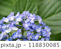 あじさい 118830085