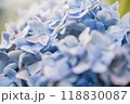 あじさい 118830087
