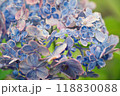 あじさい 118830088