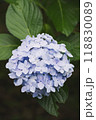 あじさい 118830089