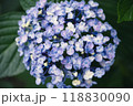 あじさい 118830090