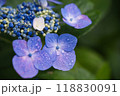 あじさい 118830091