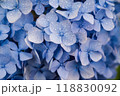 あじさい 118830092