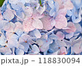 あじさい 118830094