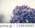 あじさい 118830095