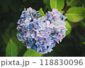 あじさい 118830096