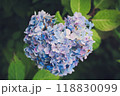 ハートのあじさい 118830099