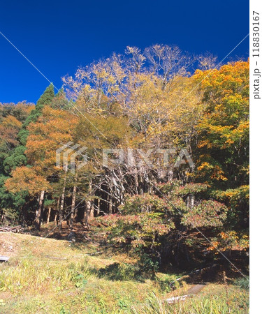 別宮の大カツラ（推定樹齢1200年以上、樹高24.32m、幹周り14.5m)/兵庫県指定天然記念物 118830167