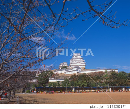 「世界文化遺産」「国宝」姫路城と菊花展(三の丸広場より/姫路城十景の地の一つ) 「世界文化遺産」「国宝」姫路城と菊花展(三の丸広場より/姫路城十景の地の一つ) 118830174