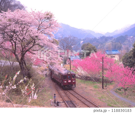 桜や桃が咲き乱れるわたらせ渓谷鐵道「神戸(ごうど)」駅 /群馬県みどり市 桜や桃が咲き乱れるわたらせ渓谷鐵道「神戸(ごうど)」駅 /群馬県みどり市 118830183