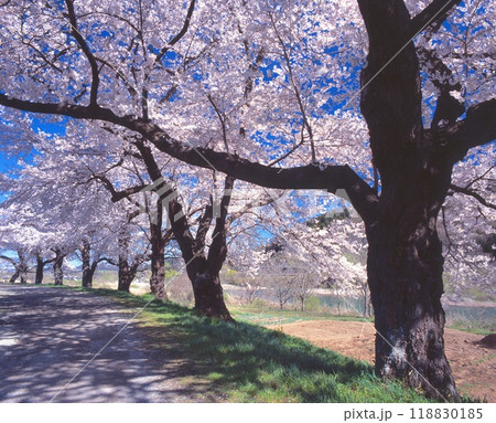白石川堤一目千本桜/「日本のさくら名所100選」 /宮城県柴田郡大川原町 118830185