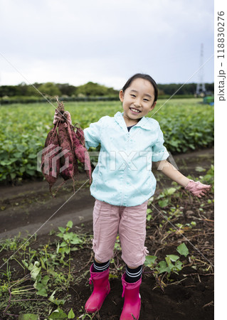 さつま芋堀りをする女の子 118830276