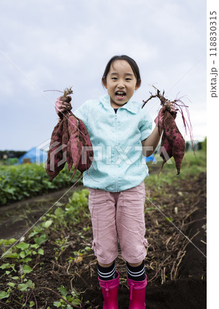 さつま芋堀りをする女の子 さつま芋堀りをする女の子 118830315