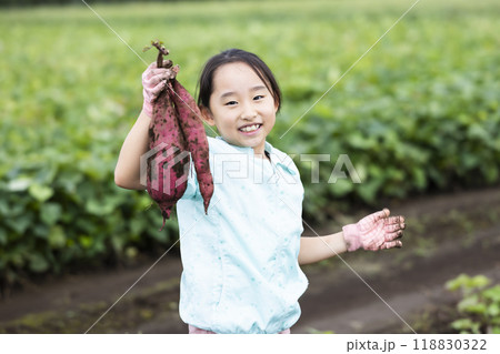 さつま芋堀りをする女の子 118830322
