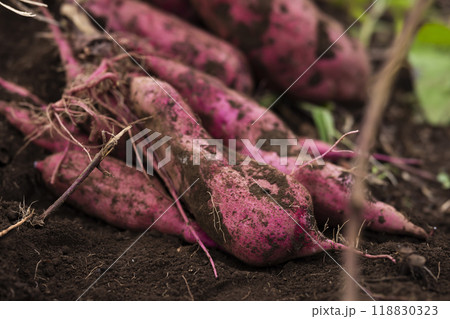 掘りたてのサツマイモ 118830323
