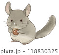 どんぐりを持ったチンチラ 118830325