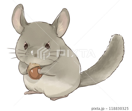 どんぐりを持ったチンチラ どんぐりを持ったチンチラ 118830325