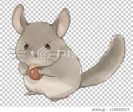 どんぐりを持ったチンチラ どんぐりを持ったチンチラ 118830325