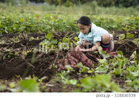 さつま芋堀りをする女の子 118830339