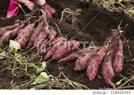 さつま芋堀りをする女の子 118830344