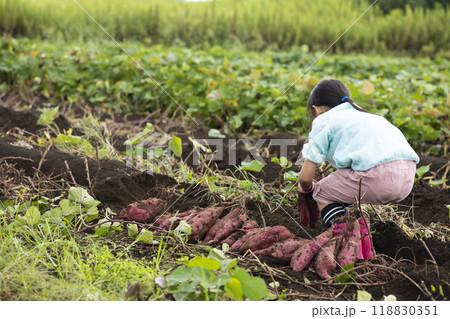 さつま芋堀りをする女の子 さつま芋堀りをする女の子 118830351