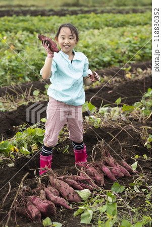 さつま芋堀りをする女の子 さつま芋堀りをする女の子 118830352
