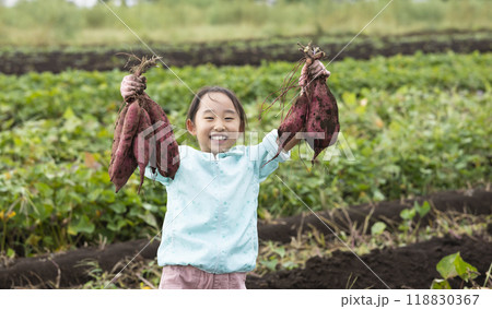 さつま芋堀りをする女の子 118830367