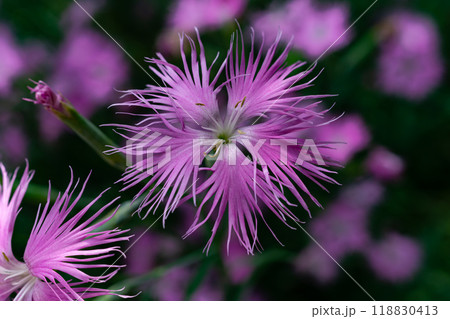 見事に開いたカワラナデシコの花 118830413