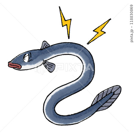 電気ウナギ 118830869