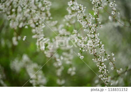 ユキヤナギ（雪柳） 118831152