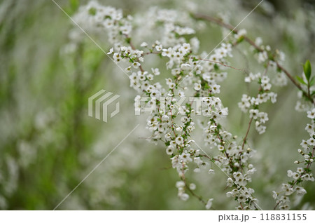 ユキヤナギ 118831155