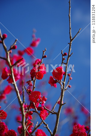 青空と紅梅 青空と紅梅 118831204