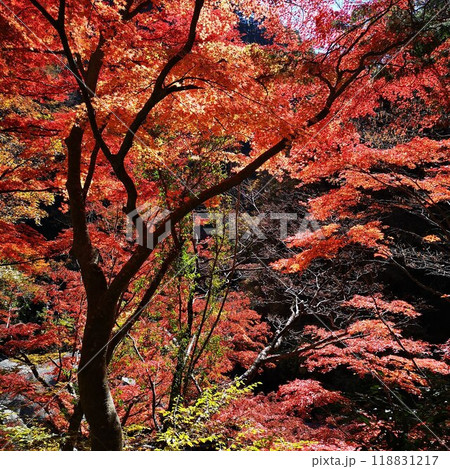 昇仙峡 紅葉 秋の景色 昇仙峡 紅葉 秋の景色 118831217
