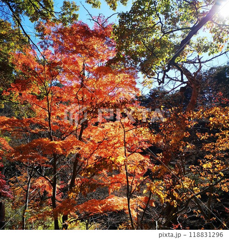 昇仙峡 紅葉 秋の景色 昇仙峡 紅葉 秋の景色 118831296