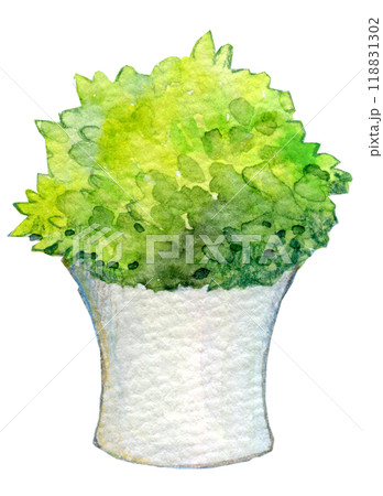 観葉植物　水彩イラスト 118831302