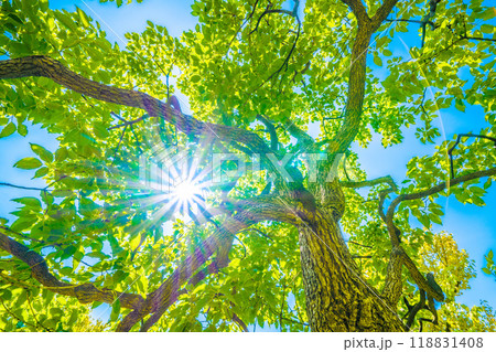 日本の横浜都市景観 青空…太陽光が差し込むクスノキ。希望の光…。花言葉は芳香=6日、横浜市内 日本の横浜都市景観 青空…太陽光が差し込むクスノキ。希望の光…。花言葉は芳香=6日、横浜市内 118831408