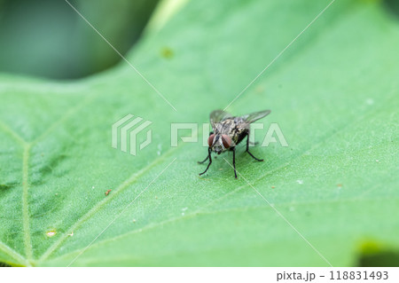 センチニクバエ センチニクバエ 118831493