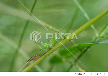 ホシササキリ(メス) ホシササキリ(メス) 118831504