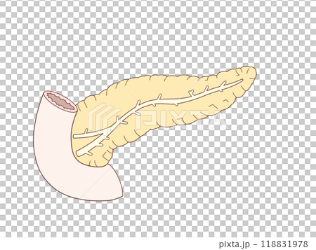 消化系統的解剖學和生理學，胰臟的結構，無文字 118831978