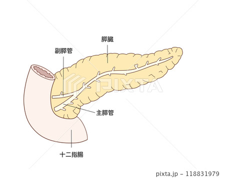 消化器の解剖生理　膵臓の構造 118831979