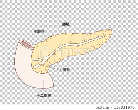 消化器の解剖生理　膵臓の構造 118831979