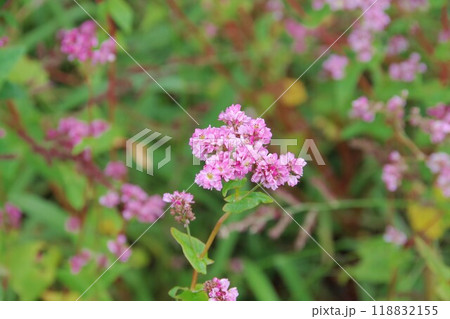 小さなピンクの花 118832155