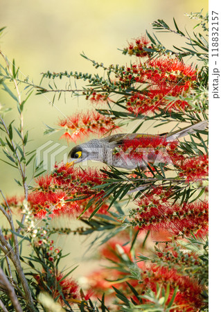 Noisy Miner Bird 118832157
