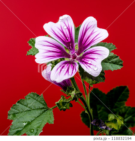 Blooming pink malva sylvestris Zebrina on a red background Blooming pink malva sylvestris Zebrina on a red background 118832194