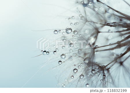 Macro nature abstract background. Beautiful dew drops on dandelion seed macro. soft background. Water drops on parachutes dandelion. Copy space. soft selective focus on water droplets. circular shape 118832199